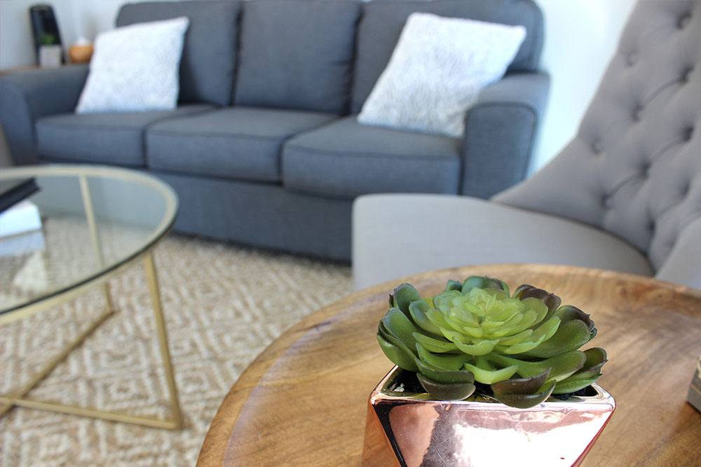 plant on a table in focus, with couches behind it out of focus